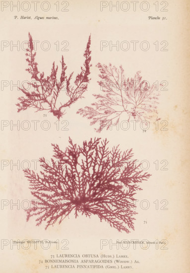 Three species of seaweed, page, photomechanical print, (73) is Laurencia obtusa, (74) is Bonnemaisonia asparagoides, (75) is Laurencia pinnatifida., number: 'Planche 31.', inscription: 'Laurencia, pinnatifida (Gmel.) Lamrx.', number: '73, 75', France, cliché maker: Bellotti, Saint-Étienne, publisher: Paul Klincksieck, Paris, c. 1882 - in or before 1892, photographer, paper, collotype, photoprint, height 161 mm x width 119 mm, algae, seaweed, A faded cream page shows three detailed plantlike silhouettes in a muted reddish-purple ink, with two smaller, branching specimens near the top and one large, fan-shaped specimen occupying the center and lower area; the top-left specimen has upright stems with fine lateral branches and clustered tips, the top-right specimen has a more delicate, feathery radial branching pattern, and the large central specimen radiates dense, thin branches from a central point forming an almost circular, lacy shape, all set against a slightly mottled background.