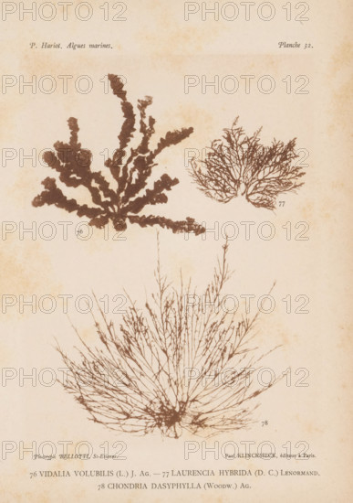 Three species of seaweed, page, photomechanical print, (76) is Vidalia volubilis, (77) is Laurencia hybrida, (78) is Chondria dasyphylla., number: '76, 78', inscription: 'Vidalia, dasyphylla (Woodw.) Ag.', number: 'Planche 32.', France, cliché maker: Bellotti, Saint-Étienne, publisher: Paul Klincksieck, Paris, c. 1882 - in or before 1892, photographer, paper, collotype, photoprint, height 161 mm x width 119 mm, algae, seaweed, A faded, aged paper page with three dark brown seaweed silhouettes arranged vertically: a broad, ruffled frond at the upper left with irregular lobed edges, a smaller branching, fan-like specimen at the upper right with fine twiggy branches, and a large delicate, radiating tuft of thin, hairlike branches occupying the lower half; the paper shows light brown foxing and uneven discoloration, and there is small printed text and publisher markings along the top and bottom edges.