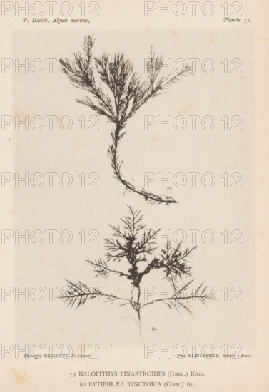 Two species of seaweed, page, photomechanical print, (79) is Halopithys pinastroides, (80) is Rytiphlaea tinctoria., number: 'Planche 33.', number: '79, 80', inscription: 'Halopithys, tinctoria (Clem.) Ag.', France, cliché maker: Bellotti, Saint-Étienne, publisher: Paul Klincksieck, Paris, c. 1882 - in or before 1892, photographer, paper, collotype, photoprint, height 161 mm x width 119 mm, algae, seaweed, A pale, aged page with two detailed black botanical prints of branching seaweed-like specimens, one positioned above the other; the upper specimen has a central stem that forks into multiple fine, feathery branches with a slightly curved base, while the lower specimen displays a more symmetrical, tree-like form with a slender main stalk and radiating, finely divided branches.