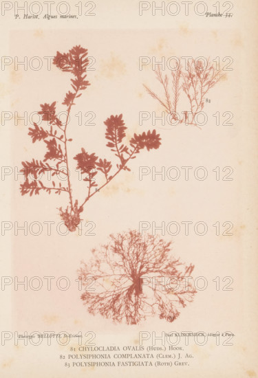 Three species of seaweed, page, photomechanical print, (81) is Chylocladia ovalis, (82) is Polysiphonia complanata, (83) is Polysiphonia fastigiata., number: 'Planche 34.', number: '81, 83', inscription: 'Chylocladia, fastigiata (Roth) Grev.', France, cliché maker: Bellotti, Saint-Étienne, publisher: Paul Klincksieck, Paris, c. 1882 - in or before 1892, photographer, paper, collotype, photoprint, height 161 mm x width 119 mm, algae, seaweed, A pale page with three plant-like botanical silhouettes in reddish-brown tones: a branching specimen with clustered rounded leaves rising from a small root clump toward the left upper area, a feathery, finely divided specimen with delicate upright twigs near the upper right, and a dense, circular, fanlike specimen with many radiating thin branches positioned toward the lower center; the background shows light age spots and a slightly mottled texture.