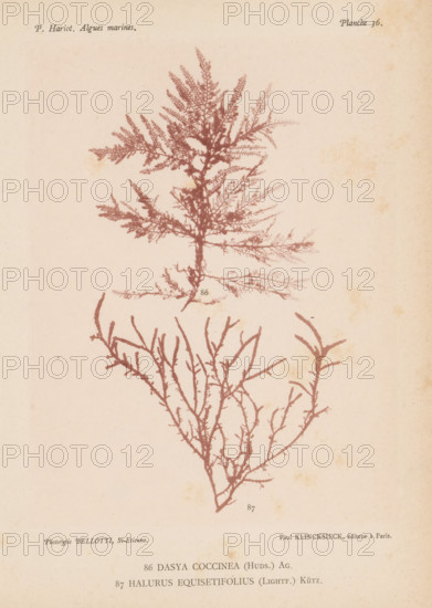 Two species of seaweed, page, photomechanical print, (86) is Dasya coccinea, (87) is Halurus equisetifolius., number: 'Planche 36.', number: '86, 87', inscription: 'Dasya, equisetifolius (Lightf.) Kütz.', France, cliché maker: Bellotti, Saint-Étienne, publisher: Paul Klincksieck, Paris, c. 1882 - in or before 1892, photographer, paper, collotype, photoprint, height 161 mm x width 119 mm, algae, seaweed, A pale, aged paper background with two stylized seaweed-like botanical prints in a reddish-brown tone, the upper specimen showing a central stalk with many fine, feathery branches radiating outward and the lower specimen consisting of a more open branching structure with slender, elongated twigs; faint spots and discoloration appear on the paper surface.