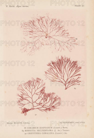 Three species of seaweed, page, photomechanical print, (88) is Ceramium diaphanum, (89) is Bornetia secundiflora, (90) is Griffithsia corallina., inscription: 'Ceramium, corallina (Lightf.) Ag.', number: '88, 90', number: 'Planche 37.', France, cliché maker: Bellotti, Saint-Étienne, publisher: Paul Klincksieck, Paris, c. 1882 - in or before 1892, photographer, paper, collotype, photoprint, height 161 mm x width 119 mm, algae, seaweed, A vertical page with a pale background featuring three detailed botanical illustrations of branching seaweed forms rendered in a reddish-brown ink, the top specimen showing a wide, fanlike network of very fine, delicate branches radiating from a small central attachment, the middle-right specimen displaying a denser, upright fan of thicker, elongated branches that taper toward the tips, and the lower-left specimen presenting a broader, rounded branching structure with thicker main stems and a small clump at its base; faint printing and small decorative ma...