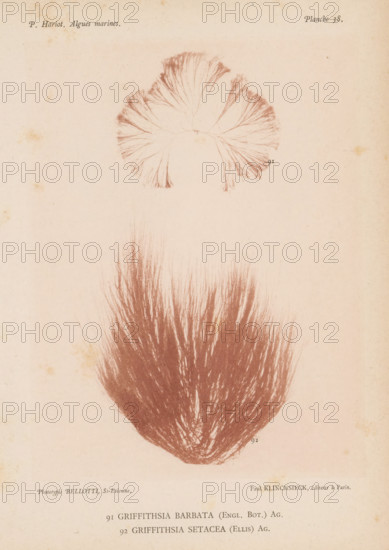 Two species of seaweed, page, photomechanical print, (91) is Griffithsia barbata, (92) is Griffithsia setacea., number: 'Planche 38.', inscription: 'Griffithsia, setacea (Ellis) Ag.', number: '91, 92', France, cliché maker: Bellotti, Saint-Étienne, publisher: Paul Klincksieck, Paris, c. 1882 - in or before 1892, photographer, paper, collotype, photoprint, height 161 mm x width 119 mm, algae, seaweed, An aged pale paper sheet with faint discoloration and small spots shows two botanical-style reddish-brown illustrations of feathery, fan-like plant forms; a smaller, semicircular fan near the top with radiating fine branching filaments and a larger, dense plume below composed of numerous long, brushlike strands converging at the base, both rendered with delicate, hairlike strokes against the plain background.