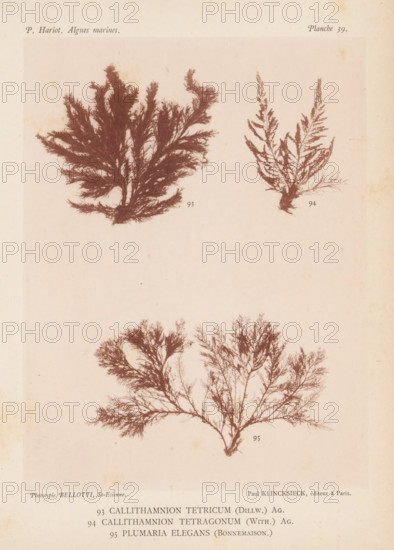Three species of seaweed, page, photomechanical print, (93) is Callithamnion tetricum, (94) is Callithamnion tetragonum, (95) is Plumaria elegans., inscription: 'Callithamnion, elegans (Bonnemaison.)', number: '93, 95', number: 'Planche 39.', France, cliché maker: Bellotti, Saint-Étienne, publisher: Paul Klincksieck, Paris, c. 1882 - in or before 1892, photographer, paper, collotype, photoprint, height 161 mm x width 119 mm, algae, seaweed, A vertically oriented page with a pale background showing three botanical prints of branching seaweed-like specimens in a reddish-brown tone, one large feathery specimen occupying the lower half with delicate, fine branches radiating from a central base, a denser, bushy specimen in the upper left with thicker clustered fronds, and a more upright, lacy specimen in the upper right with slender, tapering branches; faint age spots and paper texture are visible across the page.