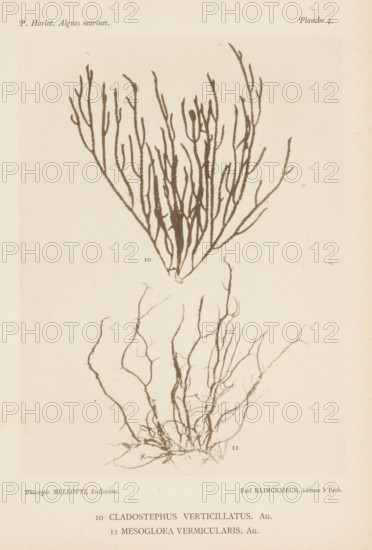 Two species of seaweed, page, photomechanical print, (10) is wide pipe cleaner seaweed, (11) is Mesogloea vermicularis., inscription: '10 Cladostephus, vermicularis. Ag.', number: 'Planche 4.', number: '10, 11', France, cliché maker: Bellotti, Saint-Étienne, publisher: Paul Klincksieck, Paris, c. 1882 - in or before 1892, photographer, paper, collotype, photoprint, height 161 mm x width 119 mm, algae, seaweed, A sepia-toned page showing two botanical illustrations of branching seaweed specimens centered on a pale background, the upper specimen with upright, narrow, fingerlike branches forming a fan shape and the lower specimen with more tangled, wiry, rootlike branches spreading downward; faint small numerals appear near each specimen; light printed publisher credits and small header text appear near the top and bottom edges of the page.