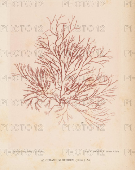Redweed, page, photomechanical print, inscription: 'Ceramium rubrum (Huds.) Ag.', number: '96', number: 'Planche 40.', France, cliché maker: Bellotti, Saint-Étienne, publisher: Paul Klincksieck, Paris, c. 1882 - in or before 1892, photographer, paper, collotype, photoprint, height 161 mm x width 119 mm, algae, seaweed, A detailed branching illustration resembling a delicate seaweed or coral structure rendered in reddish-brown lines on a pale, aged paper background, with numerous thin, tapering branches radiating outward from a central base and filling much of the upper and middle area of the page, the paper showing light discoloration and subtle stains around the edges.