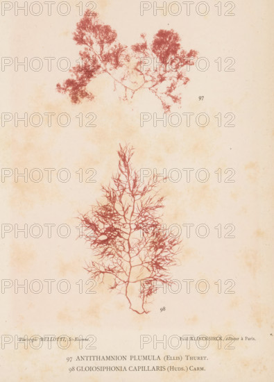 Two species of seaweed, page, photomechanical print, (97) is Antithamnion plumula, (98) is Gloiosiphonia capillaris., number: 'Planche 41.', number: '97, 98', inscription: 'Antithamnion, capillaris (Huds.) Carm.', France, cliché maker: Bellotti, Saint-Étienne, publisher: Paul Klincksieck, Paris, c. 1882 - in or before 1892, photographer, paper, collotype, photoprint, height 161 mm x width 119 mm, algae, seaweed, A pale, slightly mottled background with two red botanical silhouettes resembling branching seaweed or delicate tree-like fronds, one near the top and a larger one centered below, both showing many thin, intricate offshoots and fine filaments.