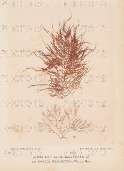 Two species of seaweed, page, photomechanical print, (99) is Grateloupia filicina, (100) is Spyridia filamentosa., number: '99, 100', inscription: 'Grateloupia, filamentosa (Wulf.) Harv.', number: 'Planche 42.', France, cliché maker: Bellotti, Saint-Étienne, publisher: Paul Klincksieck, Paris, c. 1882 - in or before 1892, photographer, paper, collotype, photoprint, height 161 mm x width 119 mm, algae, seaweed, An aged off-white page shows two detailed botanical ink drawings of branching seaweed-like plants in a brownish ink; the upper specimen has dense, feathery branches radiating outward with many thin, curved fronds and a darker central mass, while the lower specimen has a more open, tree-like structure with finer, sparser branches spreading symmetrically; there are small foxing spots and subtle stains on the paper and faint printing at the bottom edge.