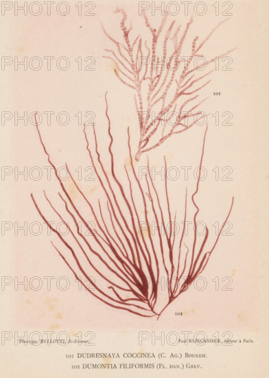 Two species of seaweed, page, photomechanical print, (101) is Dudresnaya coccinea, (100) is Dumontia filiformis., number: 'Planche 43.', number: '101, 102', inscription: 'Dudresnaya, filiformis (Ft. Dan.) Grev.', France, cliché maker: Bellotti, Saint-Étienne, publisher: Paul Klincksieck, Paris, c. 1882 - in or before 1892, photographer, paper, collotype, photoprint, height 161 mm x width 119 mm, algae, seaweed, A pale background with a faded, slightly textured surface shows two botanical illustrations rendered in a reddish-brown ink; one illustration near the top depicts a branching, feathery structure with many thin, wavy offshoots and a textured central stem, while a larger illustration below fills the lower area with numerous long, slender, flowing fronds radiating outward from a central base and tapering to fine tips.