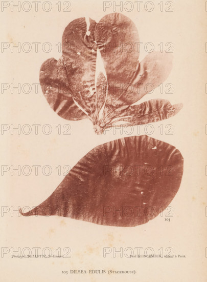 Dilsea edulis, page, photomechanical print, inscription: 'Dilsea edulis (Stackhouse).', number: 'Planche 44.', number: '103', France, cliché maker: Bellotti, Saint-Étienne, publisher: Paul Klincksieck, Paris, c. 1882 - in or before 1892, photographer, paper, collotype, photoprint, height 161 mm x width 119 mm, algae, seaweed, A faded photographic print showing two large flattened leaf-like botanical specimens in a sepia tone against a pale textured background, the upper specimen has multiple rounded lobes and visible central veins with a small cluster of thin petiole structures at its base while the lower specimen is elongated and teardrop-shaped with subtle surface striations and a slightly curled tip, small speckles and faint blemishes appear across the background and specimens.