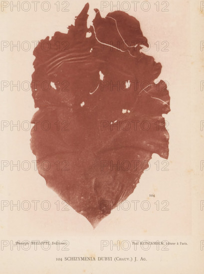 Schizymenia dubyi, page, photomechanical print, inscription: 'Schizymenia dubyi (Chauv.) J. Ag.', number: 'Planche 45.', number: '104', France, cliché maker: Bellotti, Saint-Étienne, publisher: Paul Klincksieck, Paris, c. 1882 - in or before 1892, photographer, paper, collotype, photoprint, height 161 mm x width 119 mm, algae, seaweed, A large irregularly shaped reddish-brown blot with rough edges fills most of the image, showing lighter scratches, small gaps, and textured variations across its surface, set against a pale beige background with subtle age spots and faint discoloration.