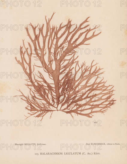 Halarachnion ligulatum, page, photomechanical print, number: '105', inscription: 'Halarachnion ligulatum (C. Ag.) Kütz.', number: 'Planche 46.', France, cliché maker: Bellotti, Saint-Étienne, publisher: Paul Klincksieck, Paris, c. 1882 - in or before 1892, photographer, paper, collotype, photoprint, height 161 mm x width 119 mm, algae, seaweed, A detailed monochromatic illustration of a branching coral-like structure with many thin, interwoven limbs radiating from a central base, rendered in a reddish-brown tone against a textured off-white background.