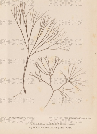 Two species of seaweed, page, photomechanical print, (106) is Furcellaria fastigiata, (107) is Polyides rotundus., number: '106, 107', number: 'Planche 47.', inscription: 'Furcellaria, rotundus (Gmel.) Grev.', France, cliché maker: Bellotti, Saint-Étienne, publisher: Paul Klincksieck, Paris, c. 1882 - in or before 1892, photographer, paper, collotype, photoprint, height 161 mm x width 119 mm, algae, seaweed, A faded beige page shows two thin, branching botanical illustrations rendered in dark ink, one taller specimen with a long vertical stem splitting into numerous upward and outward thin branches and a small bulbous base with a short root, and a second, shorter specimen with multiple fanlike branch clusters spreading horizontally; the paper has small scattered brownish spots and faint discoloration.