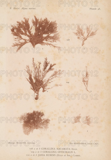 Three species of seaweed, page, photomechanical print, (108a) and (108b) is Corallina squamata, (109a) and (109b) is coral seaweed, (110a) and (110b) is Jania rubens., inscription: 'Corallina, rubens (Ellis et Sol.) Lamrx.', number: '108, 110', number: 'Planche 48.', France, cliché maker: Bellotti, Saint-Étienne, publisher: Paul Klincksieck, Paris, c. 1882 - in or before 1892, photographer, paper, collotype, photoprint, height 161 mm x width 119 mm, algae, seaweed, A faded page with botanical-style brown illustrations of branching seaweed specimens arranged in a loose grid, each specimen showing fine feathery fronds and tangled rootlike bases, printed on a pale, aged background with scattered brownish foxing marks.