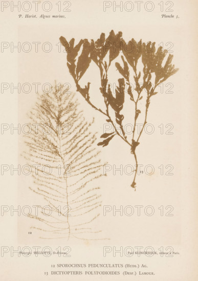 Two species of seaweed, page, photomechanical print, (12) is Sporochnus pedunculatus, (13) is Dictyopteris polypodioides., inscription: '12 Sporochnus pedunculatus, polypodioides (Desf.) Lamour.', number: '12, 13', number: 'Planche 5.', France, cliché maker: Bellotti, Saint-Étienne, publisher: Paul Klincksieck, Paris, c. 1882 - in or before 1892, photographer, paper, collotype, photoprint, height 161 mm x width 119 mm, algae, seaweed, A faded page shows two botanical silhouettes of seaweed-like plants on a pale background, one on the right with a branching stem and broad irregularly shaped fronds forming a clustered top, and one on the left with a tall feathery frond composed of many fine lateral branches radiating from a central shaft, both rendered in a muted brown tone with slight paper discoloration and small speckles.