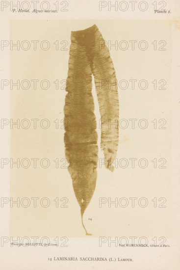 Sugarweed, page, photomechanical print, inscription: 'Laminaria saccharina (L.) Lamour.', number: 'Planche 6.', number: '14', France, cliché maker: Bellotti, Saint-Étienne, publisher: Paul Klincksieck, Paris, c. 1882 - in or before 1892, photographer, paper, collotype, photoprint, height 161 mm x width 119 mm, algae, seaweed, A vertical pale page shows a large elongated brown seaweed specimen with two long tapering fronds hanging downward from a wider top; the fronds display textured, slightly wavy surfaces with visible ridges and irregular edges, one frond is wider and more folded while the other is narrower and partially torn near its lower portion, the lower end of the specimen tapers to a thin stalk with a small rootlike attachment, and the background is a light, slightly mottled off-white.