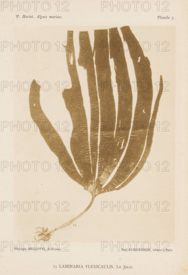 Kelp, page, photomechanical print, number: '15', inscription: 'Laminaria flexicaulus. Le Jolis.', number: 'Planche 7.', France, cliché maker: Bellotti, Saint-Étienne, publisher: Paul Klincksieck, Paris, c. 1882 - in or before 1892, photographer, paper, collotype, photoprint, height 161 mm x width 119 mm, algae, seaweed, A faded sepia-toned print of a large flat seaweed specimen centered on a light background, showing a long narrow stalk that widens into a broad, fan-like blade with multiple long vertical lobes and irregular edges, a textured surface with subtle wavy patterns, small holes and tears along some lobes, and a curled root structure at the base.