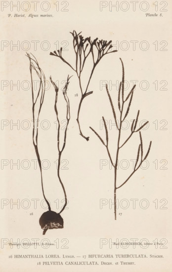 Three species of seaweed, page, photomechanical print, (16) is belt seaweed, (17) is brown seaweed, (18) is brown seaweed., inscription: 'Himanthalia, canaliculata. Descn. et Thuret.', number: '16, 18', number: 'Planche 8.', France, cliché maker: Bellotti, Saint-Étienne, publisher: Paul Klincksieck, Paris, c. 1882 - in or before 1892, photographer, paper, collotype, photoprint, height 161 mm x width 119 mm, algae, seaweed, A sepia-toned botanical plate showing three dark silhouette drawings of seaweed-like plants on a light background, each with slender branching stems and fine twiggy fronds. The left specimen emerges from a dark rounded holdfast at the bottom, rising into a pair of long narrow stalks that divide into delicate, ribbonlike branches with irregular edges. The central specimen has a thin curved stipe that branches into a clustered fan of short, paddle-shaped tips at the top and a small detached segment nearby. The right specimen shows a straight main stem that divides into...