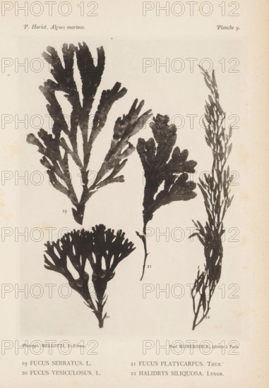 Four species of seaweed, page, photomechanical print, (19) is sawn sea oak, (20) is bladderwrack, (21) is small sea oak, (22) is hawweed., inscription: 'Fucus serratus, Halidrys siliquosa. Lyngb.', number: '19, 22', number: 'Planche 9.', France, cliché maker: Bellotti, Saint-Étienne, publisher: Paul Klincksieck, Paris, c. 1882 - in or before 1892, photographer, paper, collotype, photoprint, height 161 mm x width 119 mm, algae, seaweed, A pale, slightly aged paper page shows four dark, silhouetted seaweed specimens arranged vertically and diagonally across the page, each with distinct branching patterns and textured fronds; the largest on the left has broad, flattened lobes with irregular edges and a central stalk, a taller narrow specimen on the right displays many thin, elongated stems with small, leaflike branches, a middle specimen has clustered, rounded lobes arising from a slender stem, and a lower specimen has a compact, fanlike crown of short, divided branches; faint spotting an...
