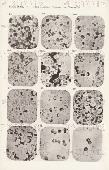 Twelve magnifications of blood corpuscles in a bone marrow, page, photomechanical print, number: 'Pl. XXI.', number: 'Photo. 161., Photo. 172.', photographer: Richard Norris, cliché maker: anonymous, c. 1872 - in or before 1882, paper, collotype, photoprint, height 213 mm x width 135 mm, Page opposite page 227., blood, A vertical sheet with a grid of rounded rectangular photographic panels arranged in columns and rows, each panel showing close-up grayscale images of circular and irregular cellular shapes with varying densities and dark spots, some panels containing clusters of small dark round forms while others show larger pale circular forms and scattered granular textures, the panels separated by light margins and arranged symmetrically across the page with pale background surrounding them.