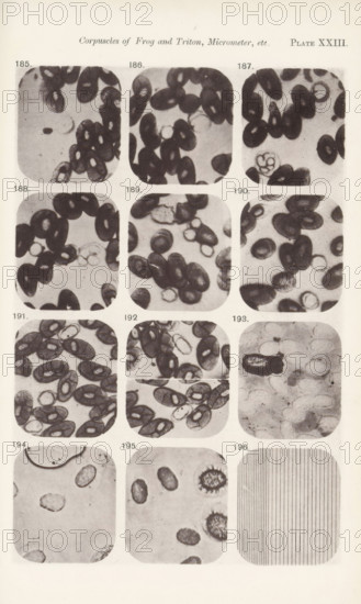 Eleven enlargements of blood cells and a micrometer enlargement, page, photomechanical print, number: 'Pl. XXIII.', number: 'Photo. 185., Photo. 196.', photographer: Richard Norris, clichémaker: anonymous, c. 1872 - in or before 1882, paper, collotype, light print, height 213 mm x width 135 mm, Page opposite page 230., blood, A vertical sheet showing a grid of rounded rectangular microscope images arranged in columns and rows, each panel containing dark oval and ring-shaped cellular forms on a light background with varying densities and groupings; some panels show clusters of densely packed dark ovals, others display scattered rings and lighter, translucent ovals, and one lower panel contains a pattern of evenly spaced vertical lines.