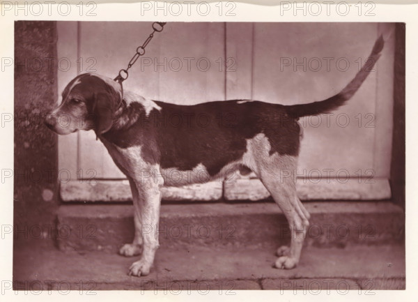 Hunting dog, named Banco, page, photomechanical print, photographer: Léon Cremière, France, cliché maker: anonymous, c. 1869 - in or before 1879, paper, Woodburytype, Woodburytypepie, height 133 mm x width 195 mm, hunting dogs, A medium-sized dog is shown in profile standing on a concrete surface in front of a paneled door, with a collar and chain attached to its neck. The dog's coat has dark patches over its back and lighter areas on its legs, neck, and muzzle. Its tail is raised and extends toward the right edge of the image, and its head faces left with ears hanging down. The background includes a textured vertical surface at the left edge and a threshold or step beneath the door.