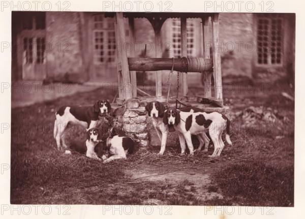 Hunting dogs, called Bélisaire, Joyeuse, Debarbeur, Rochester and Saladine, page, photomechanical print, photographer: Léon Cremière, France, cliché maker: anonymous, c. 1869 - in or before 1879, paper, Woodburytype, Woodburytypepie, height 133 mm x width 195 mm, well, A group of dogs with white and dark patches are gathered around a stone well with a wooden frame and a horizontal wooden beam wrapped with rope; some dogs are standing and some are lying on grass and straw near the well, and chains are visible attached to the well structure, with a blurred building with windows in the background.