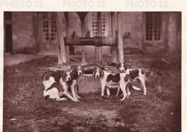Hunting dogs, named Banco, Roquelaure, Duchesse and Jongleur, page, photomechanical print, photographer: Léon Cremière, France, cliché maker: anonymous, c. 1869 - in or before 1879, paper, Woodburytype, Woodburytypepie, height 133 mm x width 196 mm, well, A group of medium-sized dogs with short fur and dark patches on light coats stand and sit around a stone well structure with a wooden beam and a wrapped rope; the well has a wooden frame and a metal chain hanging down, and the dogs are positioned close together near the well opening on a ground covered with grass and scattered straw, with a blurred building facade and multi-pane windows visible in the background.