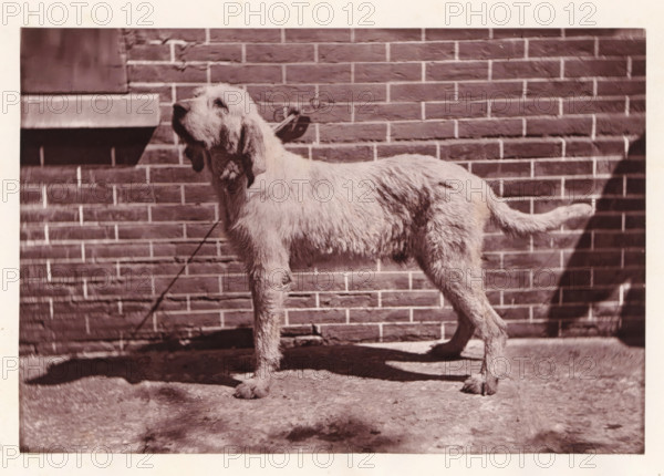 Hunting dog, page, photomechanical print, photographer: Léon Cremière, France, cliché maker: anonymous, c. 1869 - in or before 1879, paper, Woodburytype, Woodburytypepie, height 132 mm x width 195 mm, hunting dogs, A large, light-colored dog with shaggy fur stands in profile against a brick wall, its head tilted slightly upward and its ears hanging down; a collar and chain are visible at its neck, and its shadow falls on the ground in front of it.