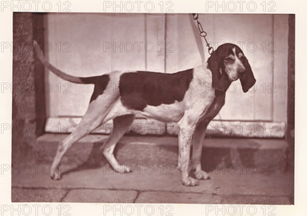 Hunting dog, called Calypso, page, photomechanical print, photographer: Léon Cremière, France, cliché maker: anonymous, c. 1869 - in or before 1879, paper, Woodburytype, Woodburytypepie, height 133 mm x width 197 mm, hunting dogs, A medium-sized dog with long drooping ears and a smooth short coat stands in profile on a paved surface in front of a wooden wall, the dog's coat shows large dark patches on a lighter background, a chain leash attaches to the collar and extends upward, the dog's tail is held horizontally and one front paw is slightly lifted, the scene is framed by darker vertical posts at the sides and there are visible textures on the ground and wall.