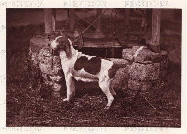 Hunting dog, called Princesse, page, photomechanical print, photographer: Léon Cremière, France, cliché maker: anonymous, c. 1869 - in or before 1879, paper, Woodburytype, Woodburytypepie, height 132 mm x width 195 mm, hunting dogs, A medium-sized dog with a white coat and dark patches stands with its head turned toward a circular stone well, its tail raised and body shown in profile, the well topped by rough wooden beams and chains, with straw and scattered sticks covering the ground around the well and dog.