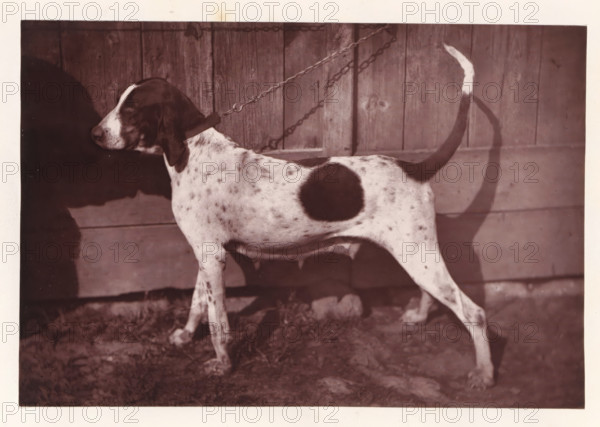 Hunting dog, named Cérès, page, photomechanical print, photographer: Léon Cremière, France, cliché maker: anonymous, c. 1869 - in or before 1879, paper, Woodburytype, Woodburytypepie, height 133 mm x width 196 mm, hunting dogs, A medium sized dog with a short spotted coat stands in profile against a wooden plank wall, showing a dark patch on its midsection and a darker head with long ears, a collar around its neck attached to a chain, a raised tail with a lighter tip, and its legs and paws visible on a ground surface with scattered leaves and shadows.