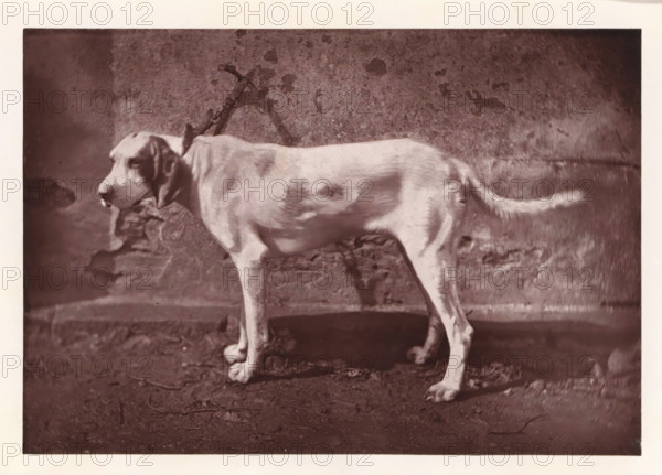 Hunting dog, named Tamerlan, page, photomechanical print, photographer: Léon Cremière, France, cliché maker: anonymous, c. 1869 - in or before 1879, paper, Woodburytype, Woodburytypepie, height 133 mm x width 193 mm, hunting dogs, A medium-sized dog standing in profile facing left against a textured wall, with a short coat showing darker patches on a lighter background, long ears hanging down, a collar and leash attached to its neck, a slightly curved tail, visible paws on a rough ground surface, and a shadow cast on the wall behind.