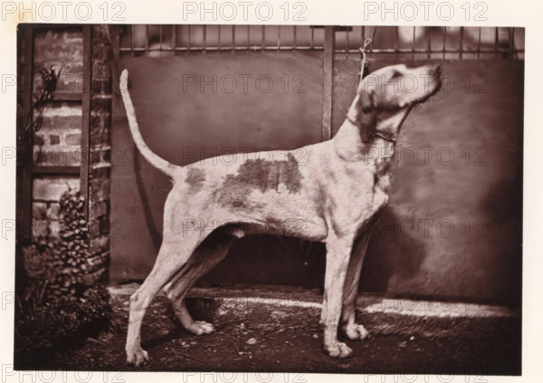 Hunting dog, called Mirliton, page, photomechanical print, photographer: Léon Cremière, France, cliché maker: anonymous, c. 1869 - in or before 1879, paper, Woodburytype, Woodburytypepie, height 133 mm x width 195 mm, hunting dogs, A standing dog shown in profile facing to the right with a short coat featuring darker patches on its body, a long tail held upward, a collar around its neck, and visible legs and paws positioned on a textured ground in front of a panelled backdrop with a vertical metal bar and a brick section with foliage at the left edge.