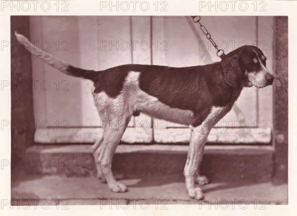 Hunting dog, called Bélisaire, page, photomechanical print, photographer: Léon Cremière, France, cliché maker: anonymous, c. 1869 - in or before 1879, paper, Woodburytype, Woodburytypepie, height 133 mm x width 195 mm, hunting dogs, A medium-sized dog standing in profile on a stone step with a short leash attached to its collar, showing a dark back and head with lighter patches on its belly, legs, and tail, floppy ears, a slightly turned head, and a background of paneled wooden doors.
