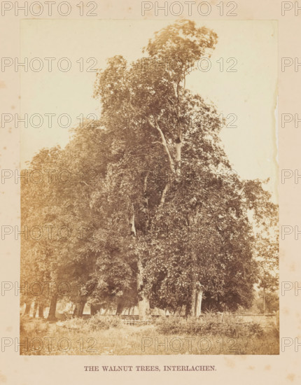 The Walnut Trees, Interlachen, Walnut trees in Interlaken, photograph, page, photographer: Francis Frith, Interlaken, c. 1855 - in or before 1865, paper, albumen print, height 161 mm x width 125 mm, trees: walnut-tree, A vertically oriented sepia photograph of tall leafy trees with dense canopies occupying the central area, showing textured trunks and branches with layered foliage, a grassy foreground with low vegetation and a rustic wooden fence partially visible near the tree bases, softer distant trees and open sky in the background, and a pale border surrounding the image.