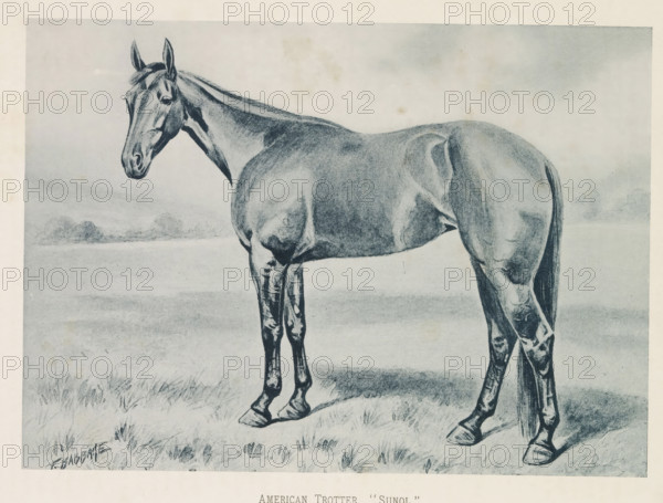 Photographic reproduction of a painting of a horse, presumably an American Trotter, by Frank Babbage, American Trotter, 'Sunol', reproduction, page, photomechanical print, inscription: 'The property of Mr. Robert Bonner.', after painting by Frank Babbage, c. 1883 - in or before 1893, paper, collotype, photogravure, height 150 mm x width 208 mm, horse, A grayscale drawing of a horse standing on grass with its head turned slightly toward the viewer, showing a long neck, visible mane, muscular body, and tail hanging down, with distant low hills or clouds in the background and shaded ground beneath the animal.