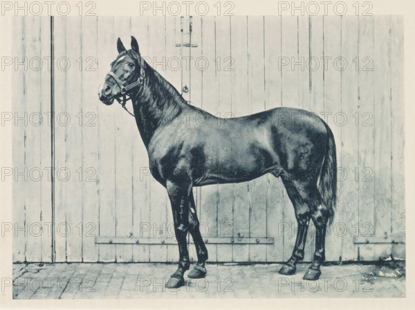 Photographic reproduction of a painting of an Arabian thoroughbred, Arab Stallion, 'El Emir', reproduction, page, photomechanical print, inscription: 'The property of The Honourable Miss Dillon.', after painting by anonymous, c. 1883 - in or before 1893, paper, collotype, photogravure, height 151 mm x width 210 mm, horse, A dark-coated horse standing in profile against a wooden plank wall, wearing a halter with a short lead, with its head turned slightly toward the camera, visible musculature along its neck and body, a long tail hanging down, and hooves planted on a cobblestone or paved surface.