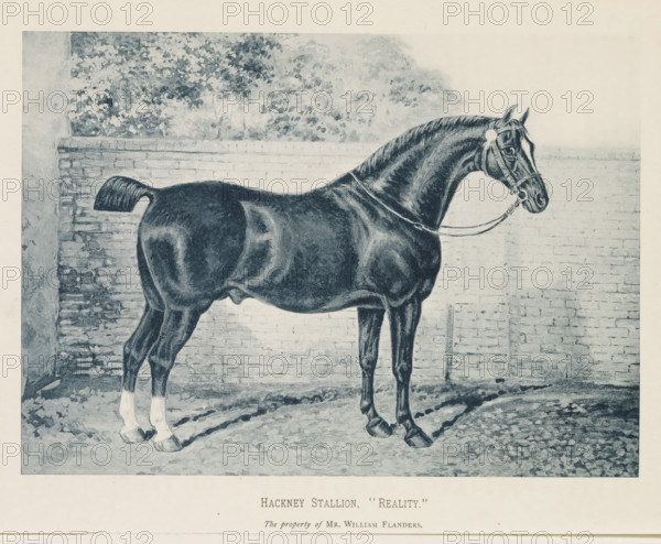 Hackney Stallion, 'Reality', Photographic reproduction of a painting of a Hackney horse, reproduction, page, photomechanical print, inscription: 'The property of Mr. William Flanders.', after painting by anonymous, c. 1883 - in or before 1893, paper, collotype, photogravure, height 149 mm x width 209 mm, horse, A monochrome illustration of a horse standing in profile against a brick wall, with a leafy tree visible above the wall, the horse wearing a bridle and reins and showing a muscular body, a curled tail, and lighter lower legs, the ground beneath textured with shadow and hoof prints.