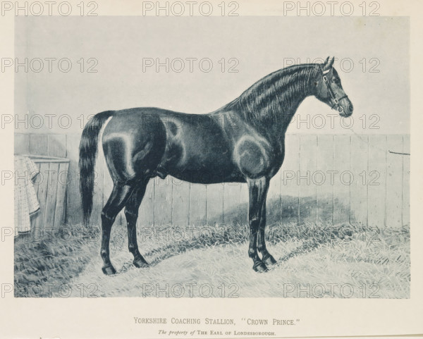 Photographic reproduction of a painting of a Hackney horse in a stable, Hackney Mare, 'Movement', reproduction, page, photomechanical print, inscription: 'The property of Mr. Henry Frisby.', after painting by anonymous, c. 1883 - in or before 1893, paper, collotype, photogravure, height 152 mm x width 210 mm, horse, stall, stable, A dark-coated horse standing in profile on straw in a wooden-fenced stall, wearing a halter with a lead attached, with a long mane lying flat along its neck and a tail hanging down, a cloth draped over a wooden bucket or box visible near the rear, and a plain wall behind the horse.