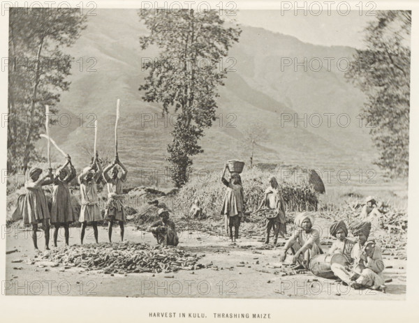 Threshing maize at Kullu, Himachal Pradesh, India, page, photomechanical print, caption: 'HARVEST IN KULU. THRASHING MAIZE', photographer: Frederick Saint John Gore, Kullu, c. 1890 - in or before 1895, printmaker, Kullu Valley, paper, collotype, photoprint, height 128 mm x width 179 mm, harvest, cereal, grain, corn (grass with grains, grown for food, eg: wheat, rice, rye, oats, maize, buckwheat, millet), threshing, A sepia-toned outdoor scene showing a group of people in a rural landscape with mountains and tall trees in the background; several standing figures hold long wooden poles raised above their heads, wearing knee-length garments and headwraps, while others stand or sit nearby carrying baskets or sitting on the ground among scattered tuber-like items; a few seated men with turbans recline or sit close to a drum, and bundles of vegetation and a thatched mound appear behind the group; the foreground shows a dirt ground strewn with elongated roots or tubers and the overall image h...