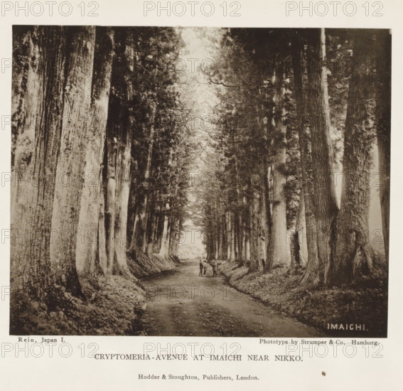 Cryptomeria-avenue at Imaichi near Nikko, page, photomechanical print, inscription: 'Imaichi', Imaichi, printmaker: Strumper & Co, Hamburg (city), publisher: Hodder & Stoughton, London, c. 1874 - in or before 1884, photographer, paper, collotype, photoprint, height 115 mm x width 141 mm, forest path or lane, trees: cedar, A sepia-toned photograph showing a straight dirt path flanked by tall, closely spaced trees with thick trunks and textured bark, their canopies forming a tunnel overhead; three small figures stand on the path near the center, and a building is faintly visible at the far end of the avenue; a pale border surrounds the image and printed lines of text appear below it.