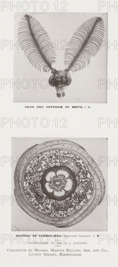 Head and antennae of moth, Section of flower-bud, page, photomechanical print, inscription: 'x 5. x 8.', photographer: JJ Johnson, printmaker: Billing, Son & Co., Martin, London, c. 1889 - in or before 1899, paper, collotype, photoprint, height 225 mm x width 155 mm, Prints after page 160., flowers (parts of plants), insects: moth (antlers, horn), A vertical image showing two separate rectangular plates stacked with space between them on a pale background; the upper plate contains a symmetrical close-up of an insect head with two large feathery antennae splayed upward and outward from a rounded central head structure that has fine hairlike textures and a small tuft below, the antennae made of numerous evenly spaced filaments creating a fanlike appearance; the lower plate shows a circular cross section of a botanical structure with concentric layers including an outer rim, an inner ring filled with many small rounded elements, and a central floral-shaped pattern with petallike lobes and...