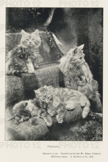 Persians, page, photomechanical print, inscription: 'Exposure 1, 15 sec.', photographer: Edgar Pickard, printmaker: A. Brothers & Co., c. 1889 - in or before 1899, paper, autotypie, height 140 mm x width 102 mm, cat, staircase, A black-and-white image of four long-haired cats arranged on a set of fabric-covered steps and cushions, with one cat sitting upright near the top left looking forward, another larger cat seated on the right in profile facing left, and two smaller cats reclining and nestled together on the lower step and cushion, all showing fluffy fur and visible whiskers, with a textured curtain or drapery in the background.