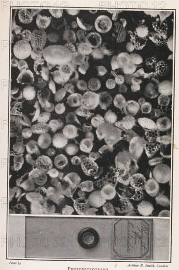 Photomicrograph, Microscope image of crystals and the container with these crystals in full size, page, photomechanical print, inscription: 'The large illustration is a photograph, taken through a microscope and shows a very small portion of the 'white specks' (polycystina) seen in the lower illustration, but magnified enormously. The lower photograph gives the actual size of the objects which were photographed by the microscope. (See chapter xiv.)', photographer: Arthur E. Smith, c. 1898 - in or before 1908, printmaker, paper, autotype, height 150 mm x width 98 mm, microscope, A rectangular image shows a densely packed field of round and oval shapes with varied textures and tonal values, appearing mottled and speckled with fine grain; some shapes have concentric rings or honeycomb-like patterns, others are smoother or fuzzy at the edges, and a dark background contrasts with lighter circular forms; below that field is a horizontal band containing a circular disc centered on a plain rec...