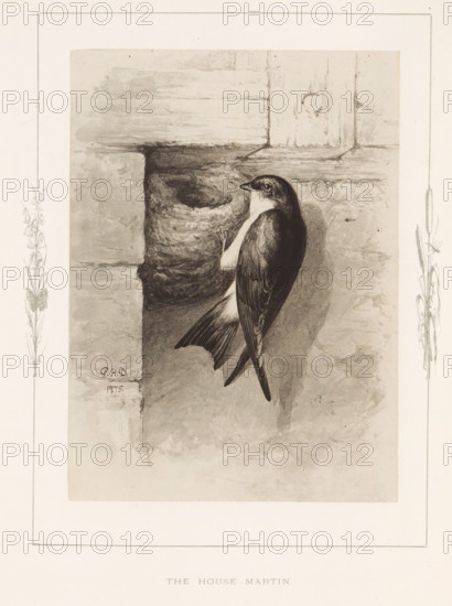 The house martin, Photo reproduction of a drawing of a house martin by Philip Henry Delamotte, photograph, reproduction, page, after drawing by Philip Henry Delamotte, Selborne, c. 1850 - in or before 1876, photographer, Hampshire, paper, carbon print, height 165 mm x width 121 mm, song-birds: swallow, A monochrome illustration shows a small bird with dark wings and a lighter underside clinging vertically to a rough textured wall beside a rounded, hollowed cavity in the masonry; the bird's head is turned slightly to the side and its tail feathers extend downward, casting a shadow on the wall, while faint decorative floral sketches appear along the left and right margins of the central image.