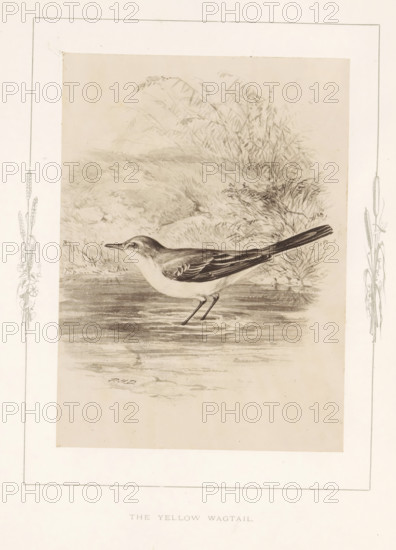 Photo reproduction of a drawing of a yellow wagtail by Philip Henry Delamotte, The yellow wagtail, photograph, reproduction, page, after drawing by Philip Henry Delamotte, Selborne, c. 1850 - in or before 1876, photographer, Hampshire, paper, carbon print, height 165 mm x width 120 mm, birds, A sepia-toned illustration of a small wading bird standing in shallow water with ripples beneath its feet, shown in profile facing left with a slender body, long tail angled slightly upward, and a pointed beak; the bird has darker shading on its wings and upper body and lighter shading on its underside. Surrounding the bird is a faintly rendered background of tall grasses and reeds along a shoreline, with textured ground and soft foliage strokes. The illustration is framed by a pale mat with narrow decorative botanical sketches along the left and right vertical margins.