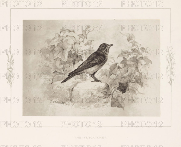 The flycatcher, Photo reproduction of a drawing of a flycatcher by Philip Henry Delamotte, photograph, reproduction, page, after drawing by Philip Henry Delamotte, Selborne, c. 1850 - in or before 1876, photographer, Hampshire, paper, carbon print, height 117 mm x width 168 mm, birds, A detailed pencil drawing of a small bird perched on a rounded stone ledge, shown in profile with dark feathers on its back and lighter feathers on its belly, surrounded by leafy vines and foliage rendered in soft shading, all within a bordered rectangular mat that includes delicate floral embellishments along the sides.