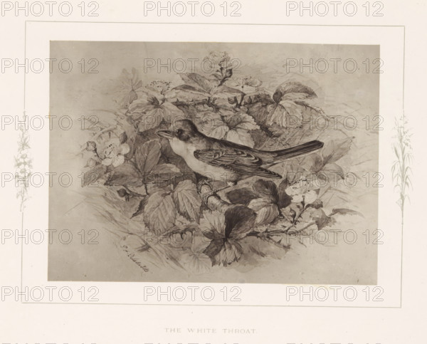 The white throat, Photo reproduction of a drawing of a warbler by Philip Henry Delamotte, photograph, reproduction, page, after drawing by Philip Henry Delamotte, Selborne, c. 1850 - in or before 1876, photographer, Hampshire, paper, carbon print, height 123 mm x width 169 mm, birds, A detailed monochrome illustration shows a small bird perched on a textured branch amid dense foliage and blooming flowers, with layered leaves and clusters of petals surrounding the bird; the bird has a rounded head, distinct eye, pointed beak, and patterned wings and tail feathers, and delicate botanical sketches run along the wide margins of the image.