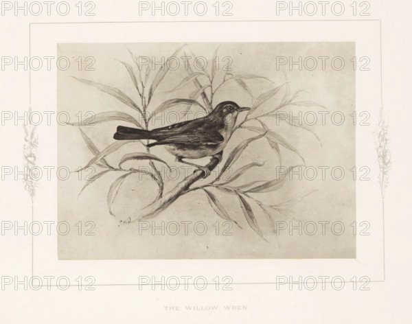 The willow wren, Photo reproduction of a drawing of a willow warbler by Philip Henry Delamotte, photograph, reproduction, page, after drawing by Philip Henry Delamotte, Selborne, c. 1850 - in or before 1876, photographer, Hampshire, paper, carbon print, height 119 mm x width 164 mm, birds, A detailed pencil drawing of a small bird perched on a curved branch surrounded by long, narrow leaves, the bird shown in profile with a dark head, a pointed beak, layered wing feathers, and a rounded body, the branch and foliage sketched with soft shading and fine lines, all set within a wide pale border that includes faint floral vine decorations at the sides.